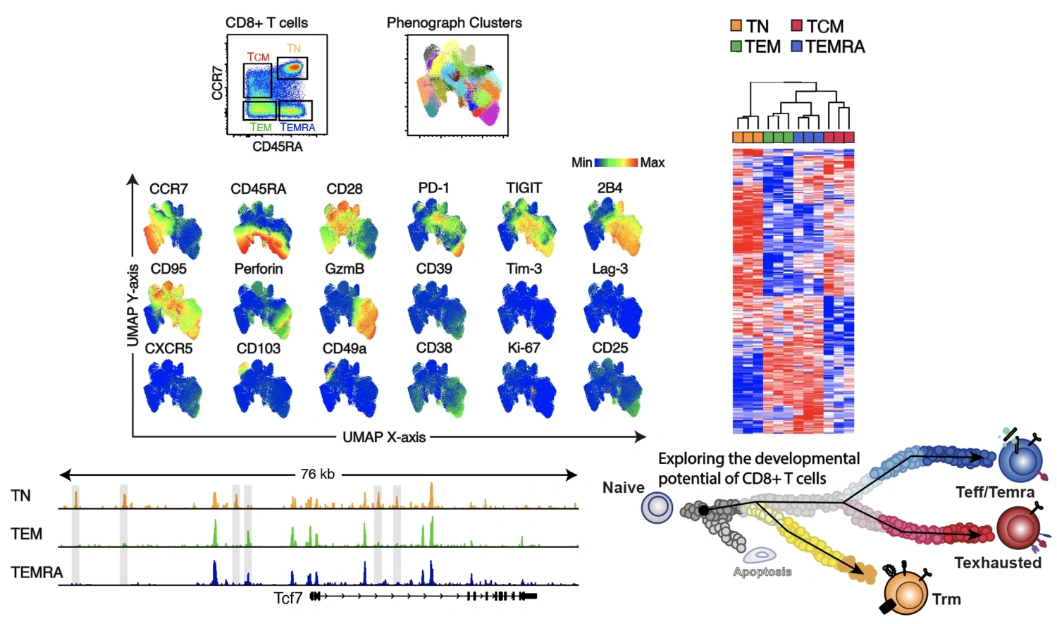Illustration on the team's work on human effector CD8+ T cell differentiation program.