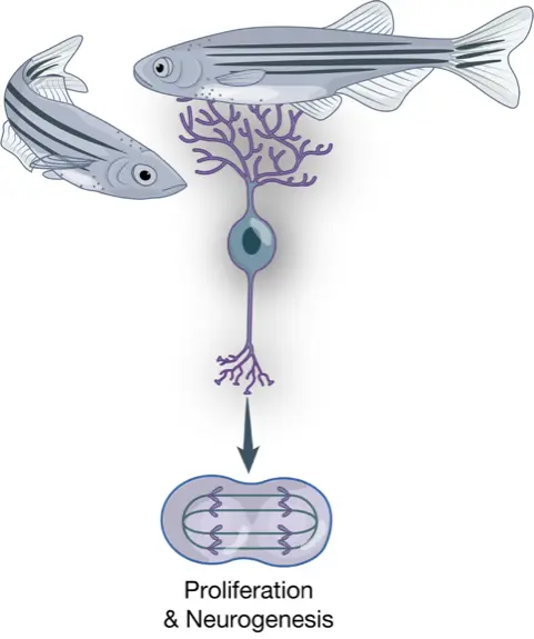 General illustration of Ampatzis lab's research focus.