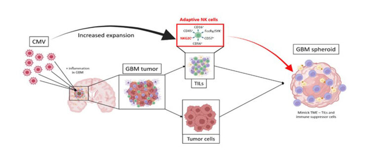 Graphical abstract, Research line II, Project III.