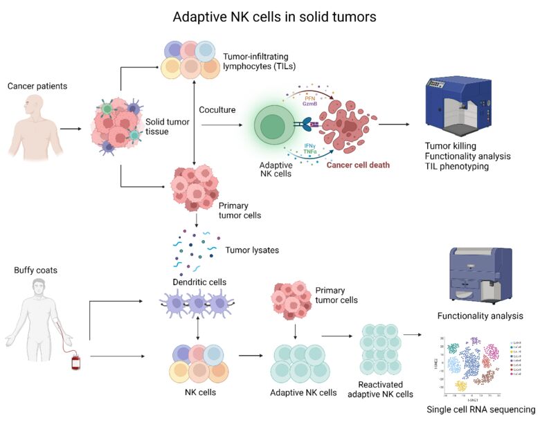 Graphical abstract, Research line II, Project I