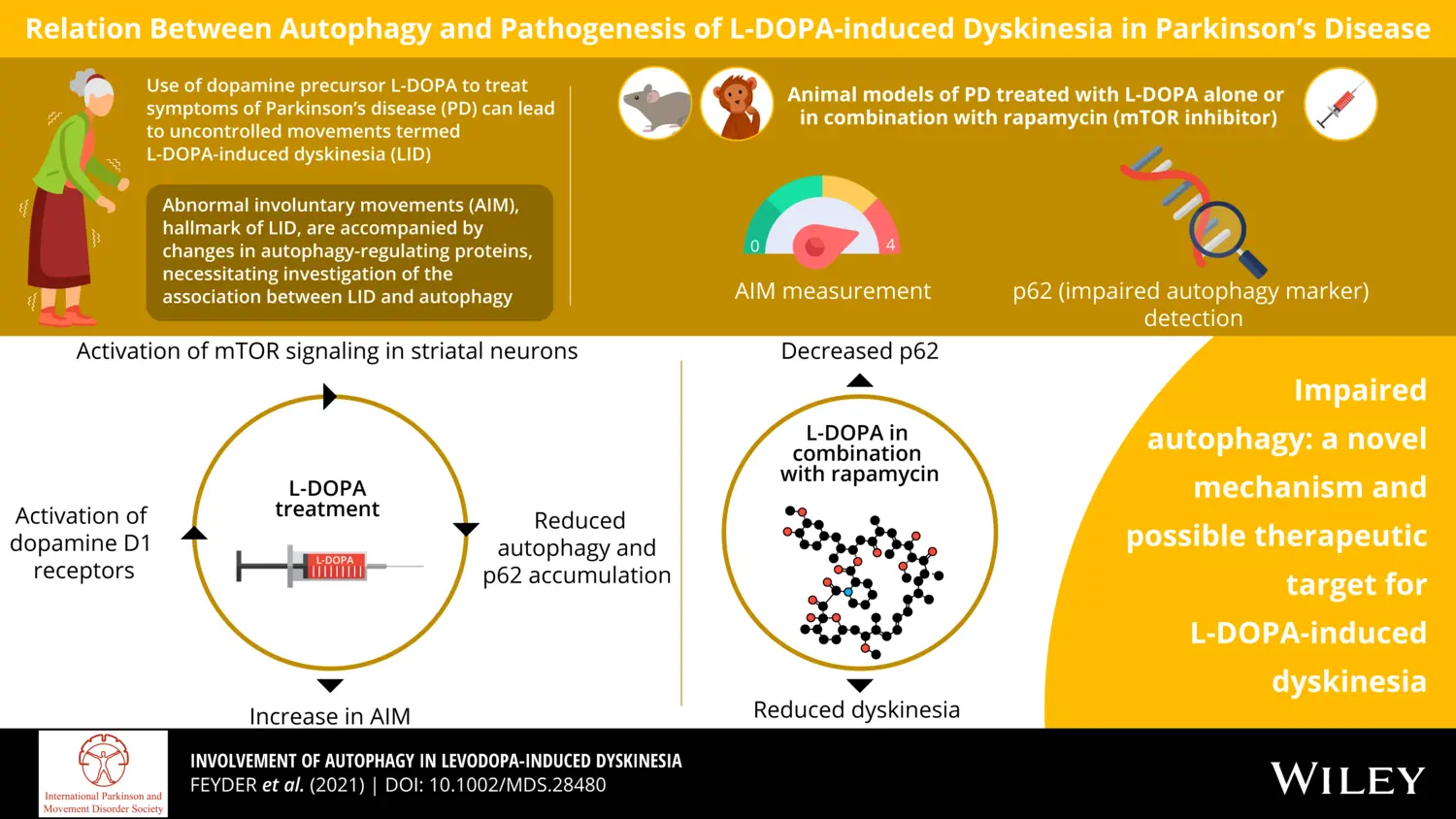 Illustration som visar relationen mellan autofagi och patogenes av L-DOPA-inducerade dyskinesi i Parkinsons sjukdom.