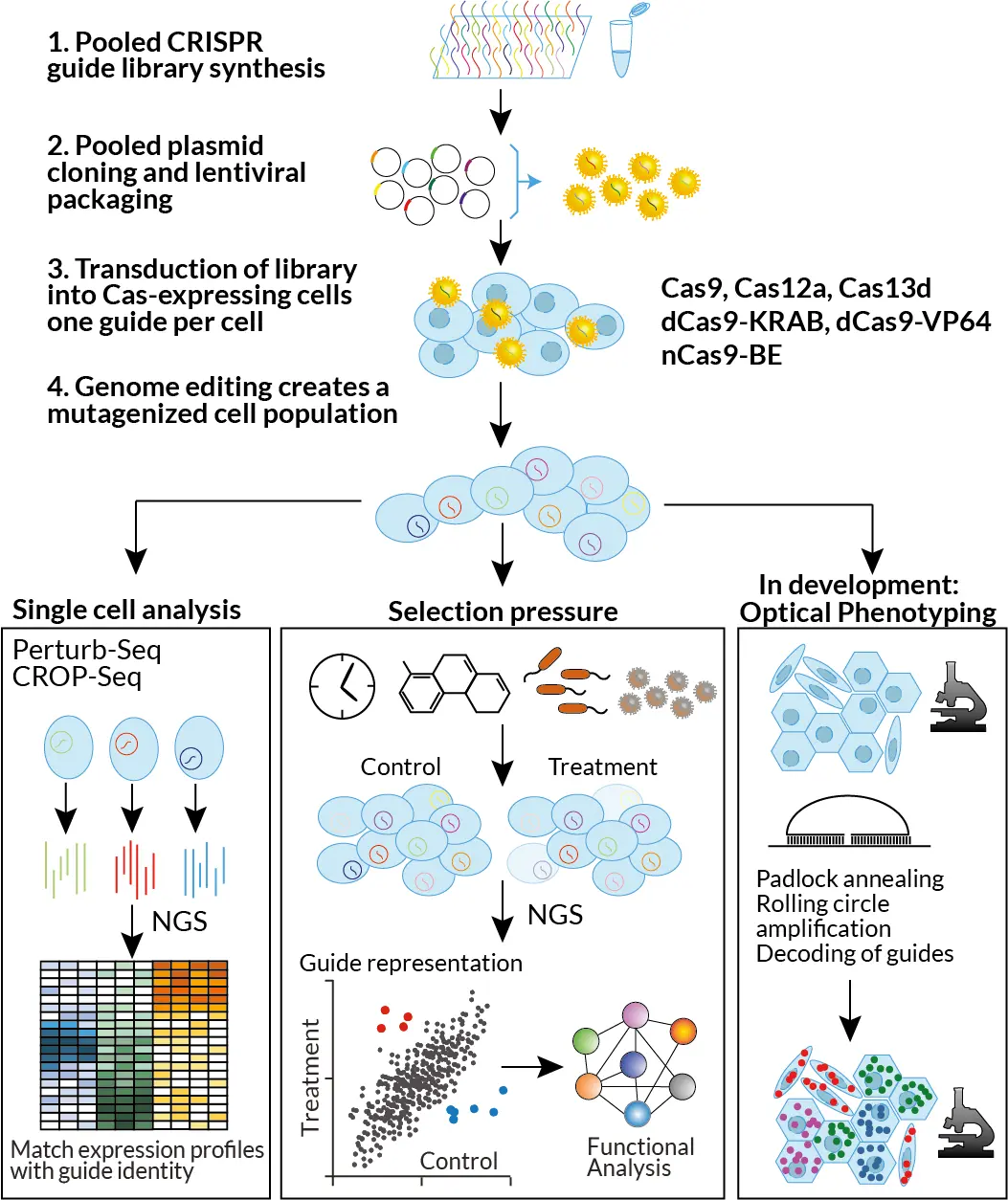 Pooled genetic screening modalities offered at CFG