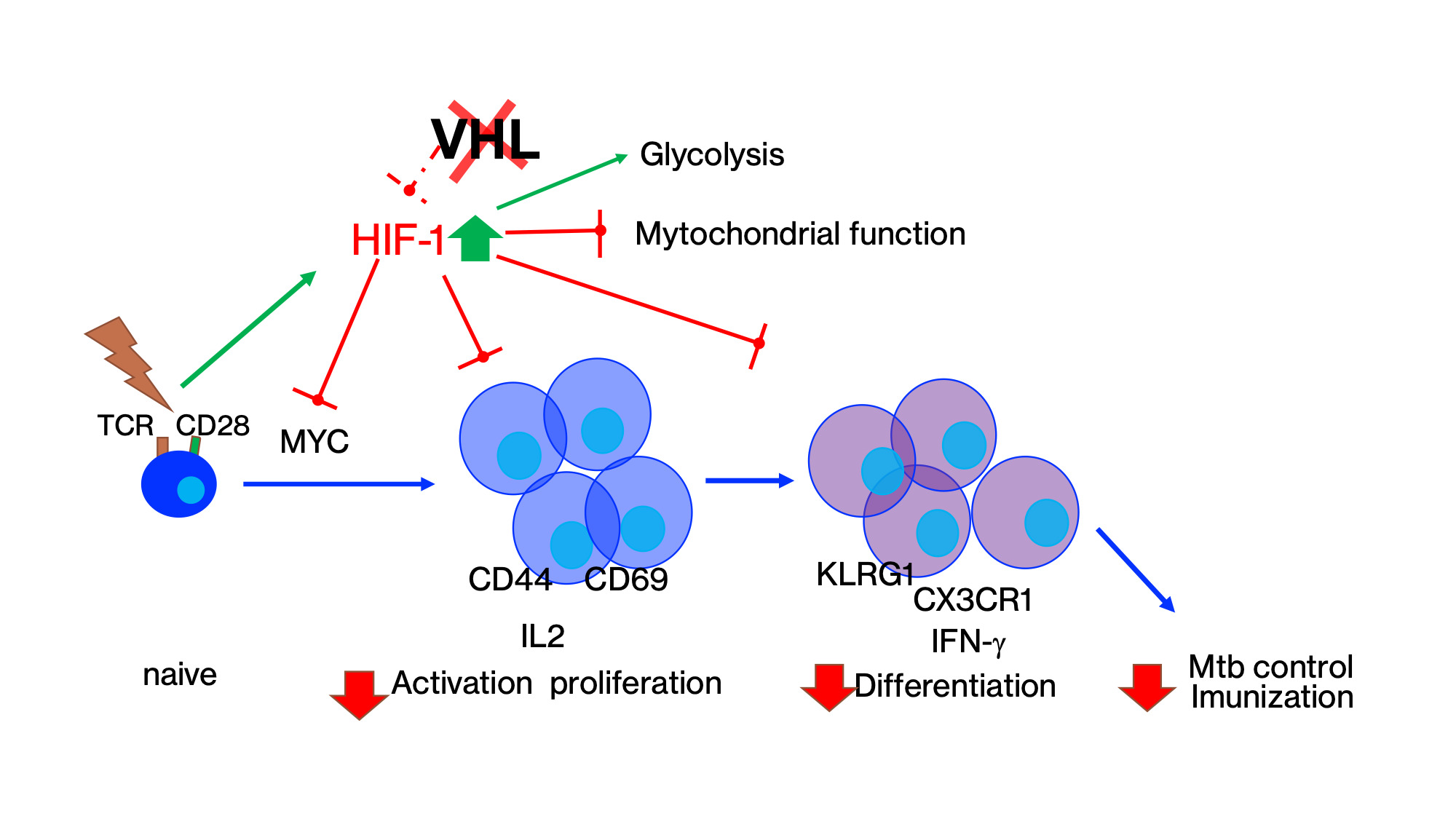 illustration som visar cellcykelprogression