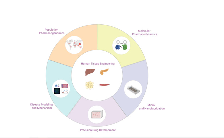Illustration from Lauschke lab.