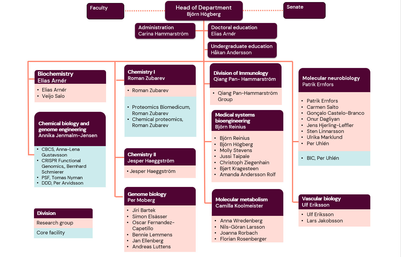 MBB organisational chart 2026