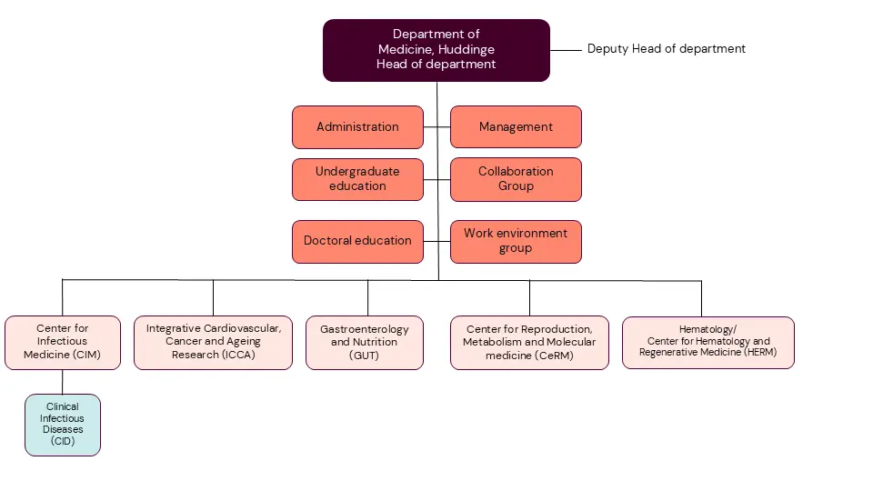 Organisational chart, Department of Medicine, Huddinge (MedH). || Organisational chart MedH.