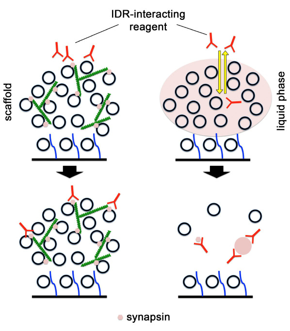 Synaptic vesicle clustering in vivo can be explained by liquid-liquid phase separation. Presynaptic microinjection of reagents that bind to the intrinsically disordered region (IDR) of synapsin cause dispersal of synaptic vesicle clusters.