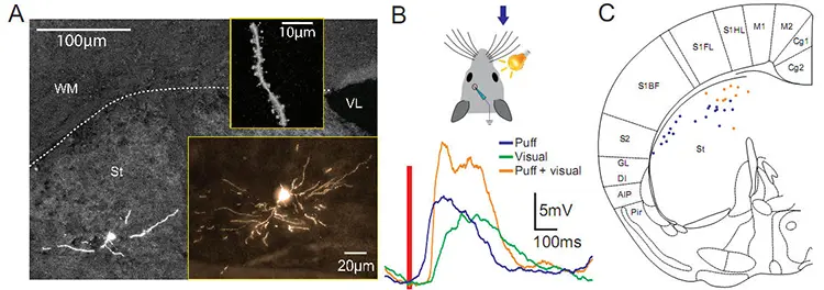 Multisensory integration in the Stratium