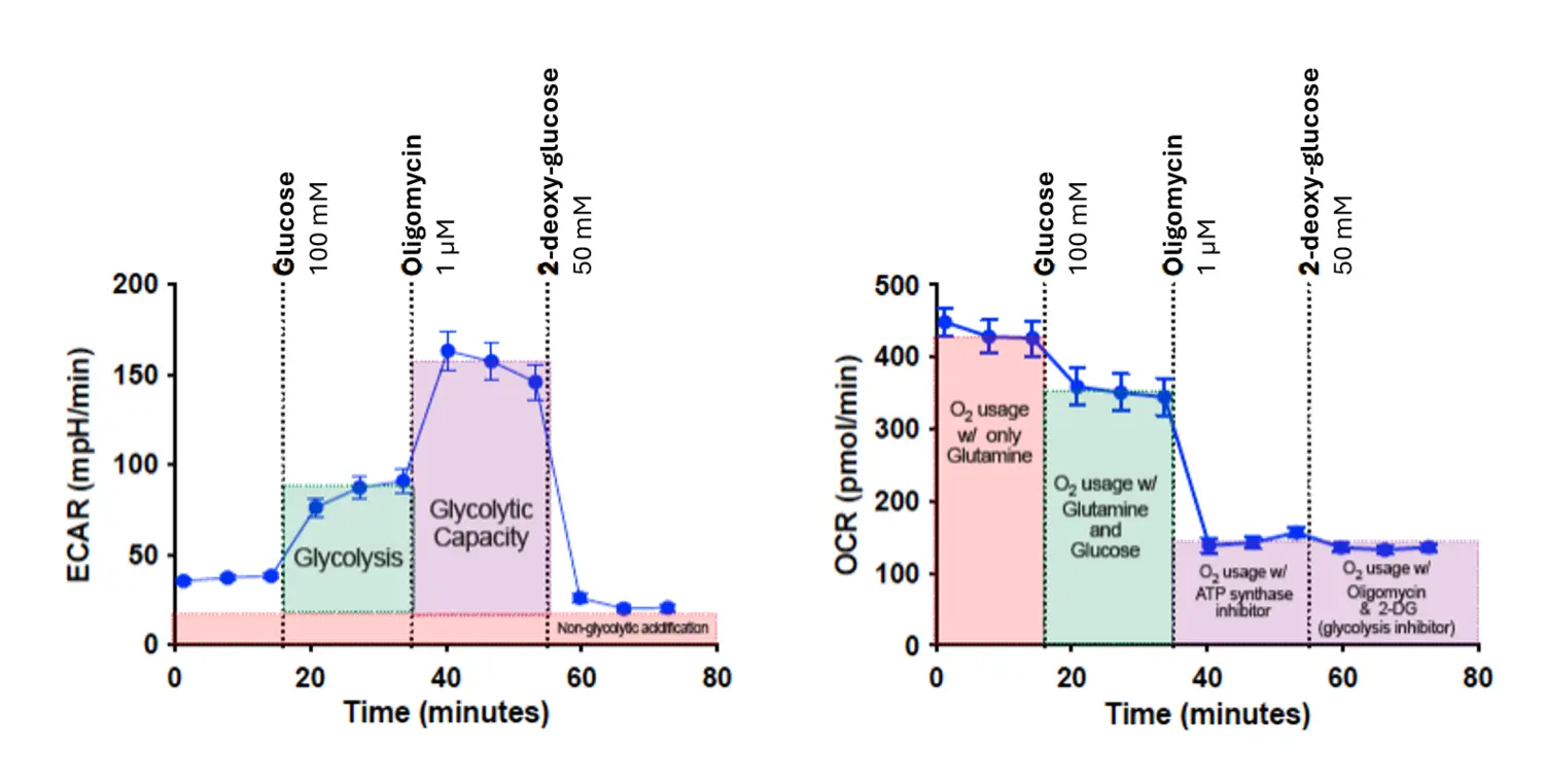 Glycolysis Stress Test.