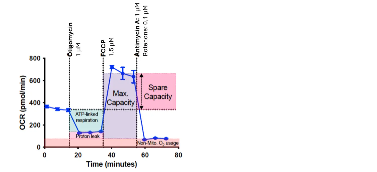 Mitochondrial Stress Test
