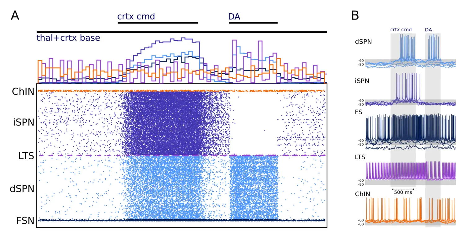 Diagramme/illustration of a simulation of the neural network in the striatum