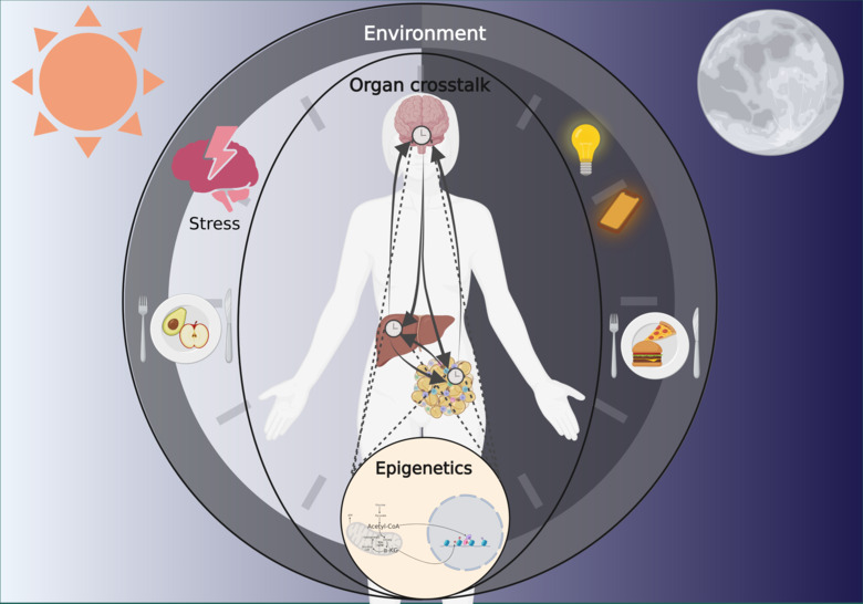 Illustrerad bild av människokroppen och förklaring av kroppens cirkadiska rytm och olika miljöfaktorer.