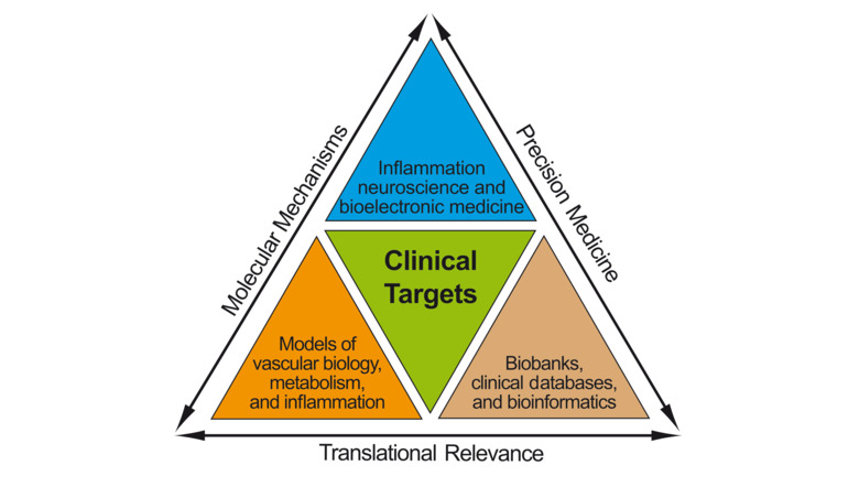 Figuren visar att gruppen kombinerar immunologi, neurovetenskap, kärlbiologi och bioinformatik.