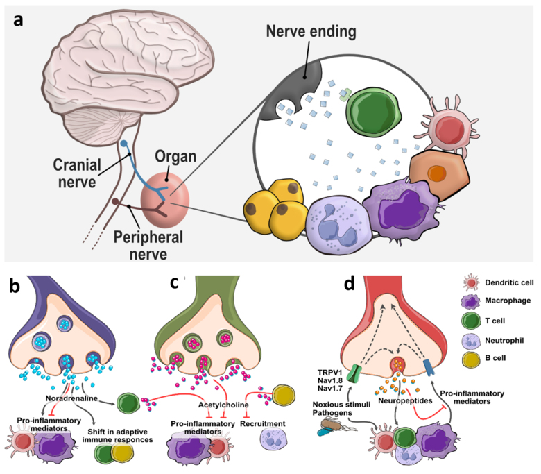 The figure illustrates what is written in the caption text.