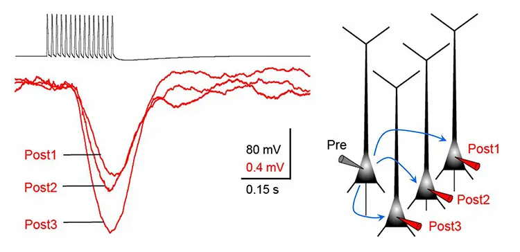 Inhibitory pathways in the Neocortex (fig. 1)