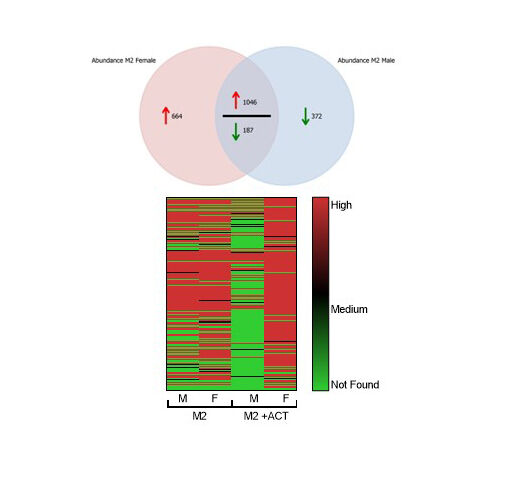 Mass spectrometry data from macrophages of male and female healthy donors.