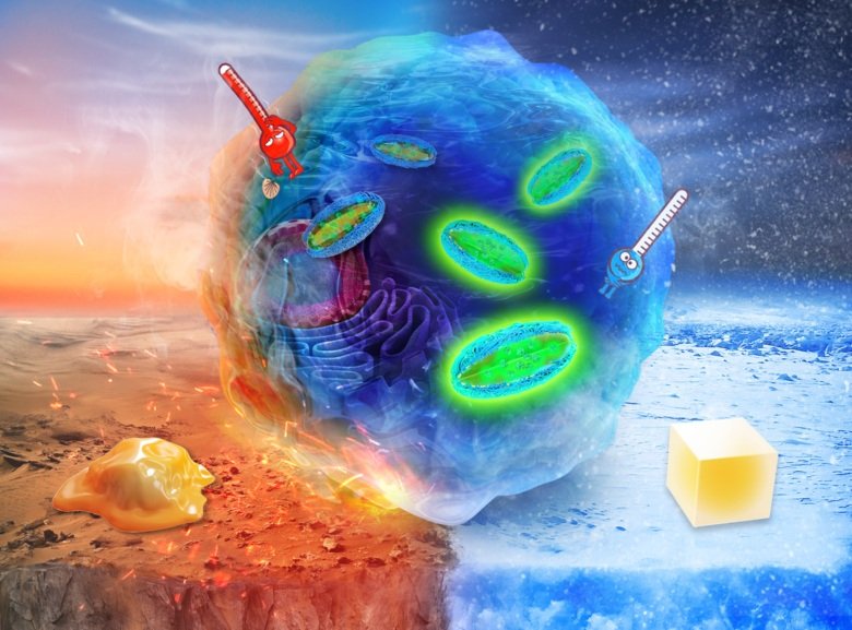 A simple yet effective AIE-based fluorescent nano-thermometer for temperature mapping in living cells using fluorescence lifetime imaging microscopy