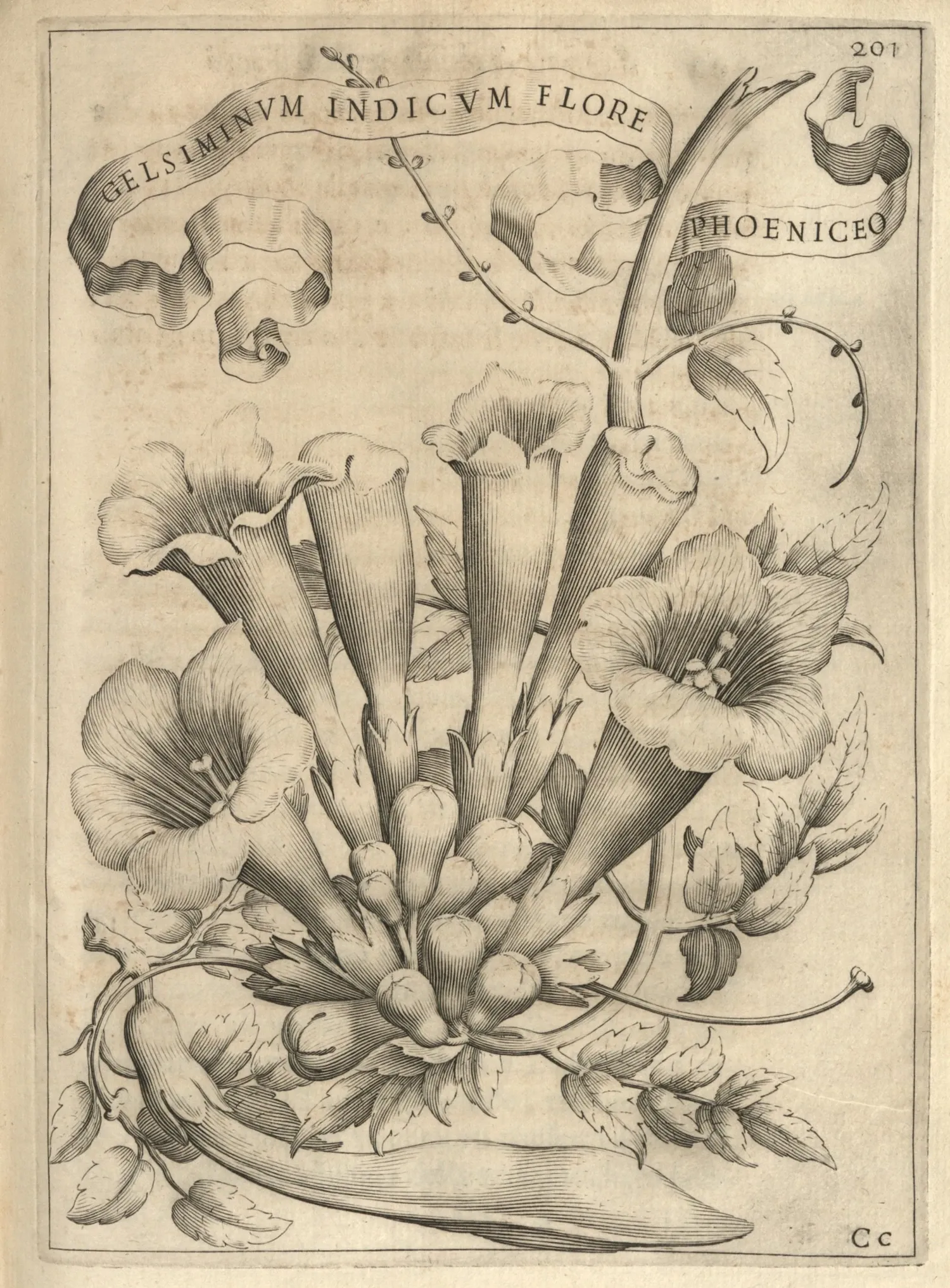"Gelsiminum Indicum Flore Phoeniceo" by Anna Maria Vaiani (1604-ca 1655) Engraving, 1638