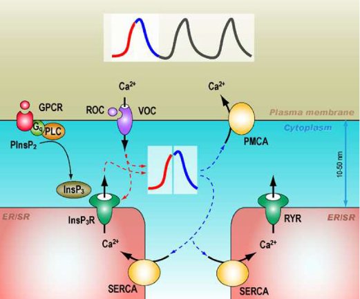Calcium oscillation-model