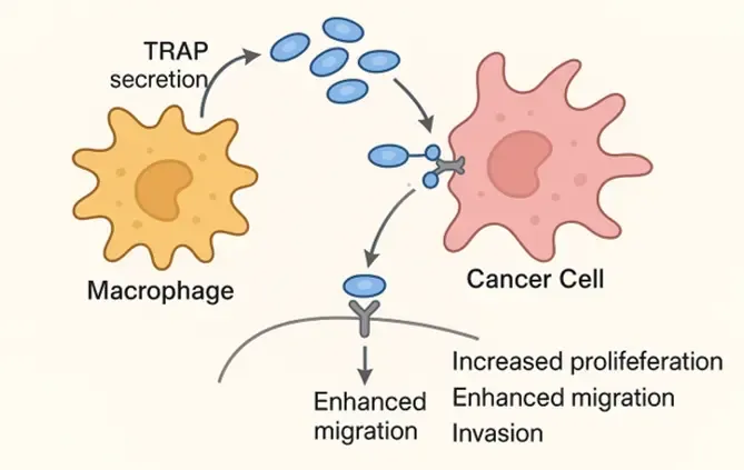 Graphic illustration showing Targeting the immune suppressive TME
