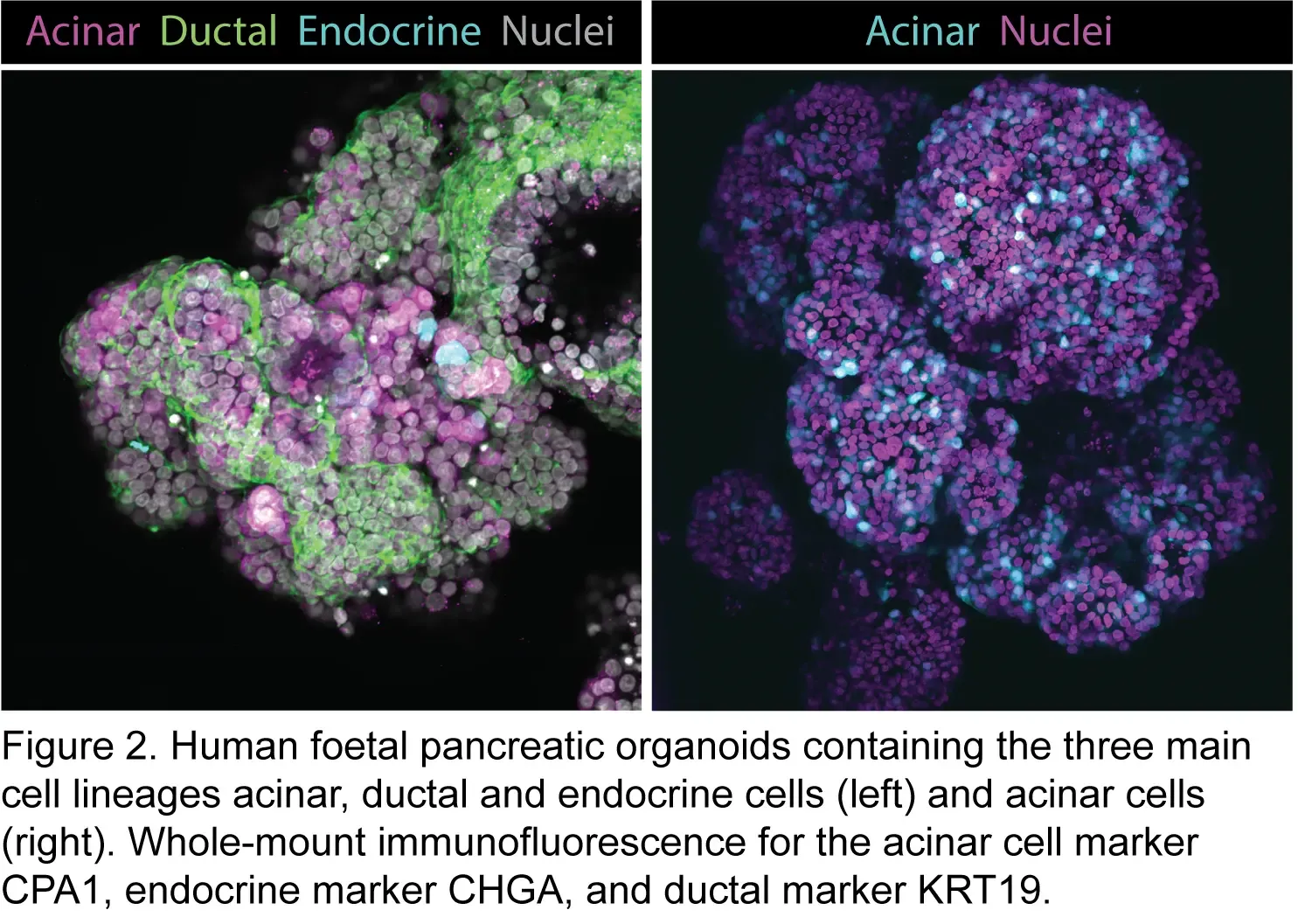 Amanda Andersson Rolf
