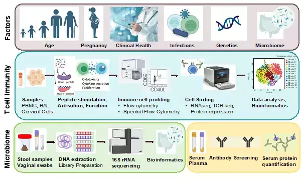 Research image showing Figure 1. Dissecting antiviral T cell immunity in relation to age, pregnancy, viral infections, cancer, treatment, and clinical health.