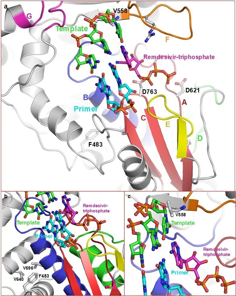 Grafisk illustration av figur: Proposed binding of remdesivir-TP and mechanism of resistance to remdesivir (Neogi et al 2010, Pathogen)