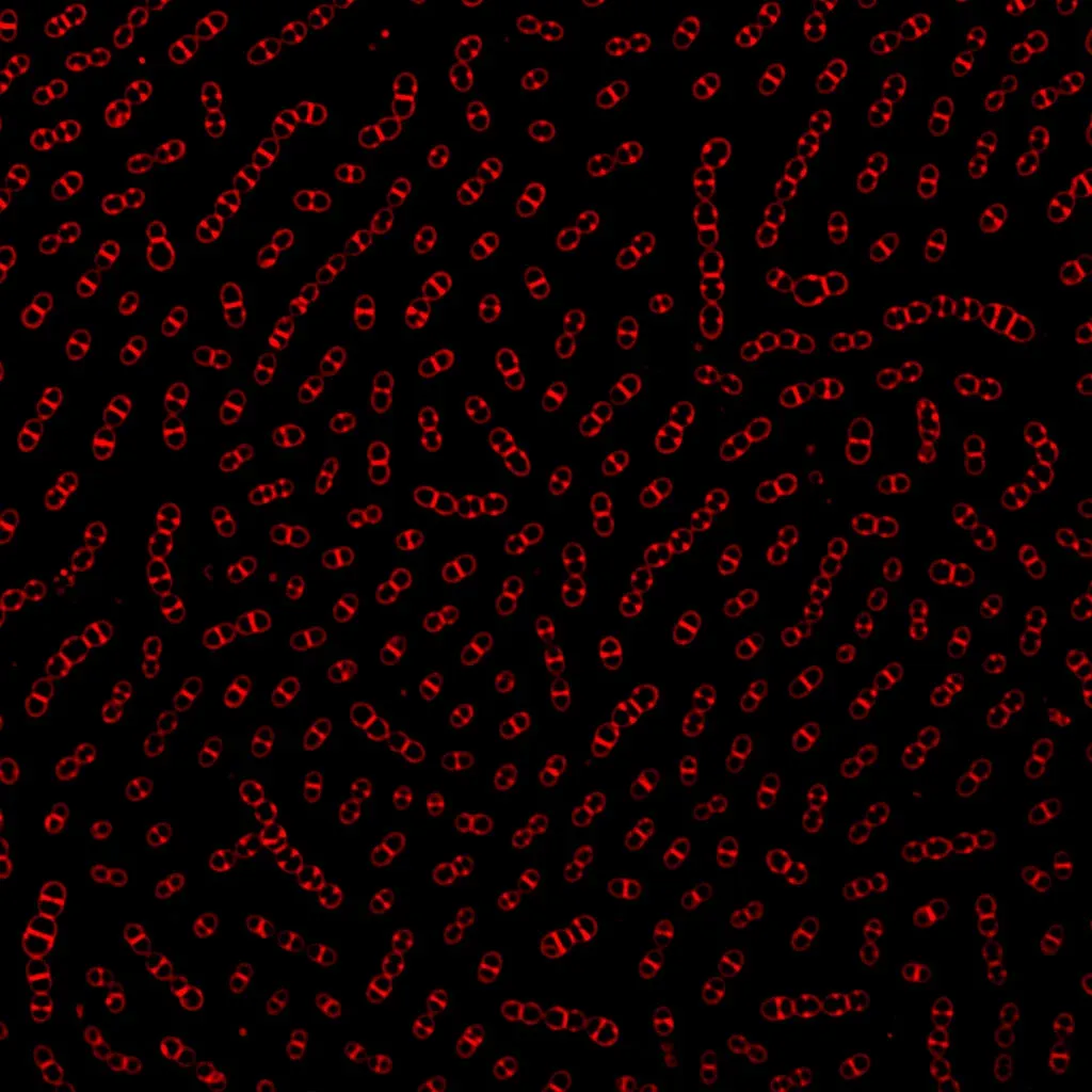 Fluorescent membrane staining of pneumococci