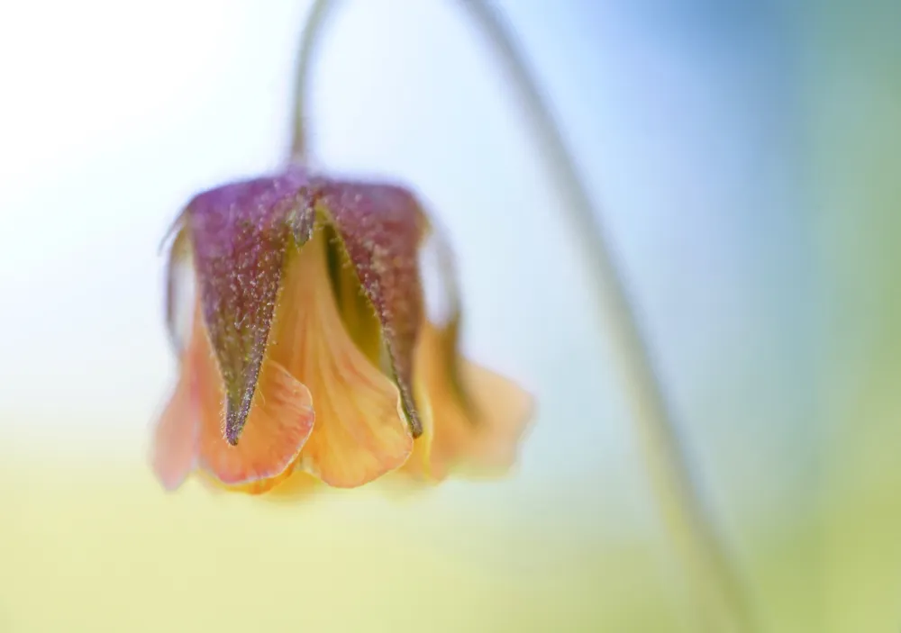 Frusen gulröd blomma.