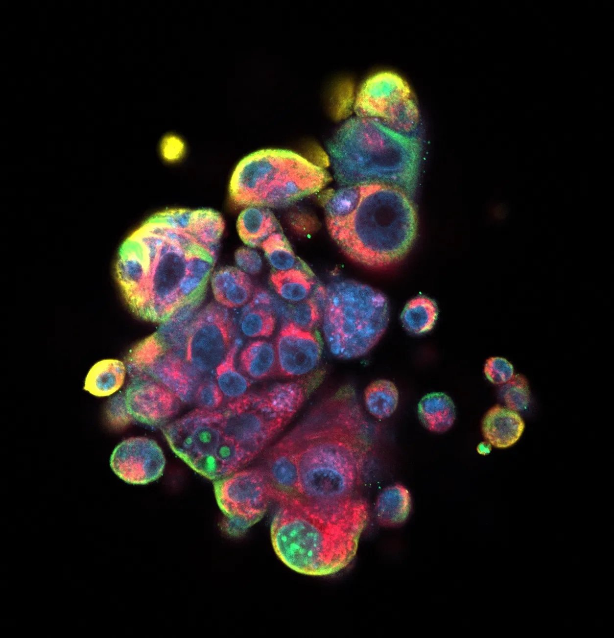 Image created with microscopes in BIC