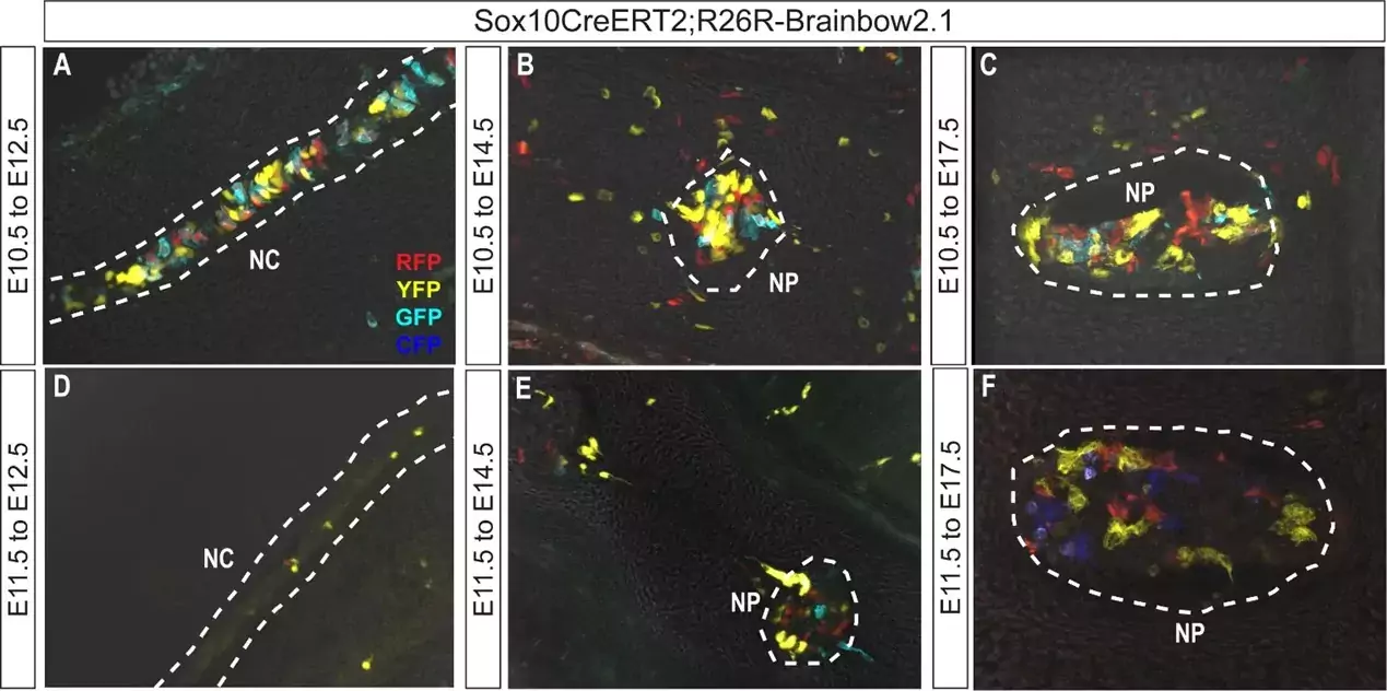 Multi-colour images on black background with markings.