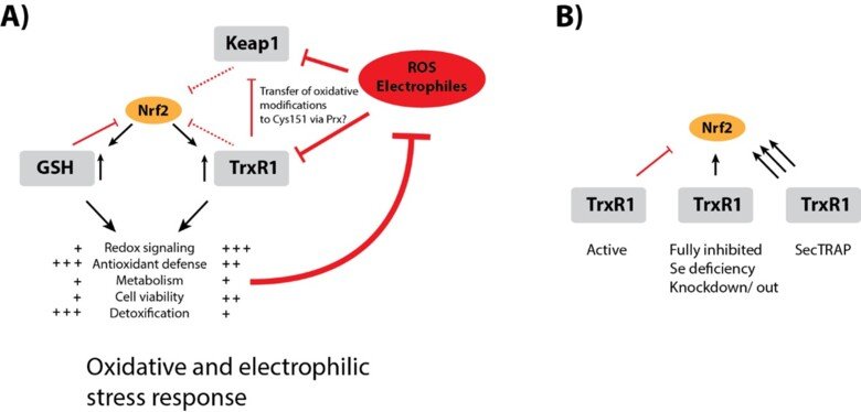 Schematic picture of Nrf2-Keap1 regulation through TrxR1