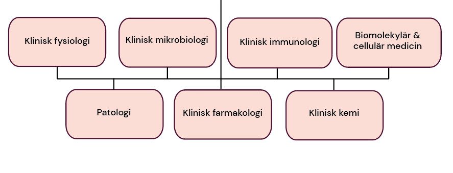 Organisationsschema över institutionen för laboratoriemedicin.
