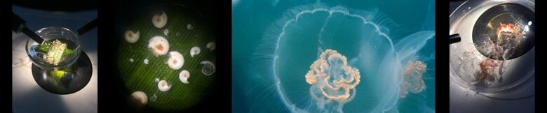 Figur som illustrerar hobbyprojekt vid Adameyko lab 