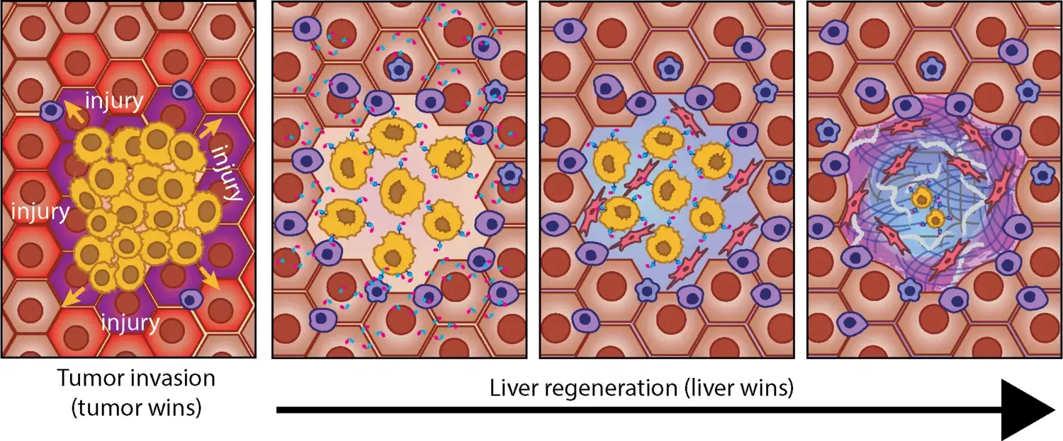 Graphical summary Marco Gerling