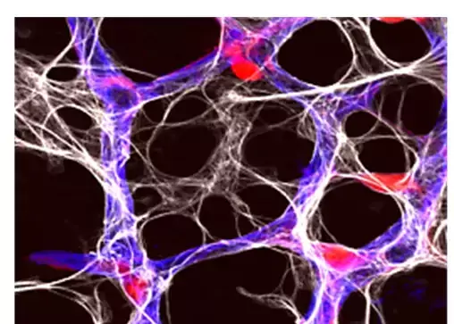The vasculature of the developing retina. Endothelial cells (blue), pericytes (red) and astrocytes (white) interact to form the functional vasculature.