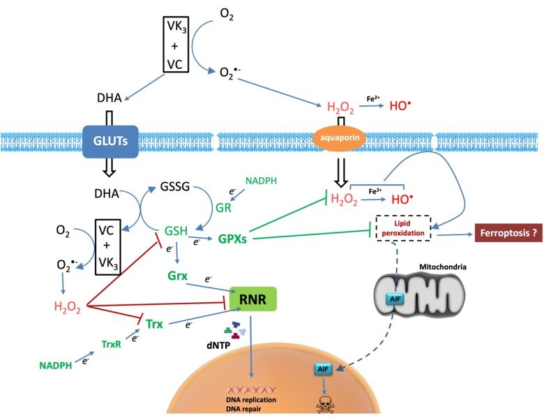 Schematic picture of vitamin c and vitamin k involvement in oxidative and replicational stress in a cell.
