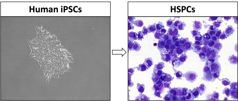 Project figure_Vanessa lundin