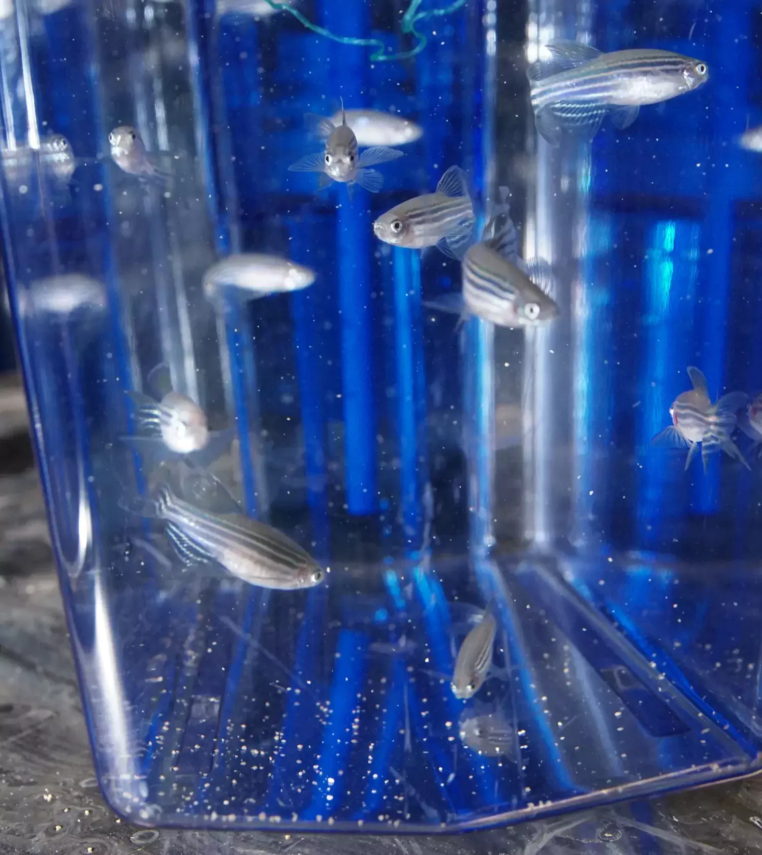 Zebrafiskar i ett akvarium på labb på KI.