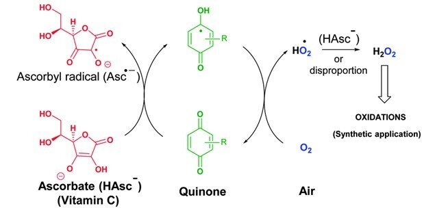 Scheme of ascorbate-driven quinone redox cycling.