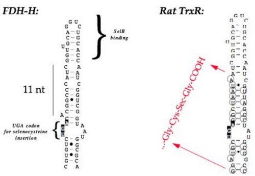 Bacterial SECIS element.
