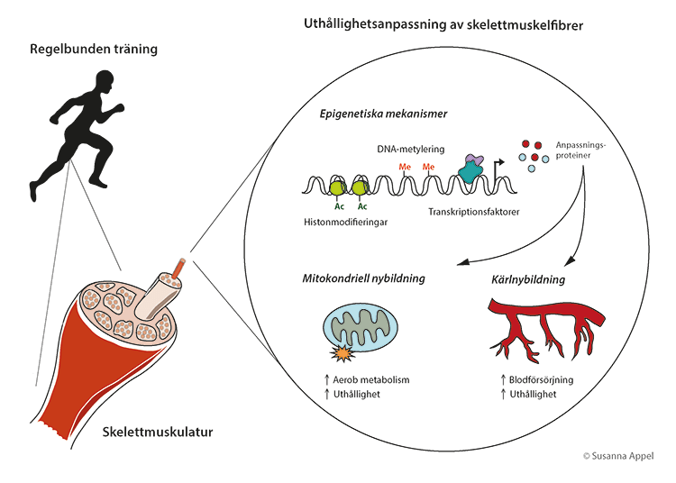 biologiska mekanismer, fysisk träning
