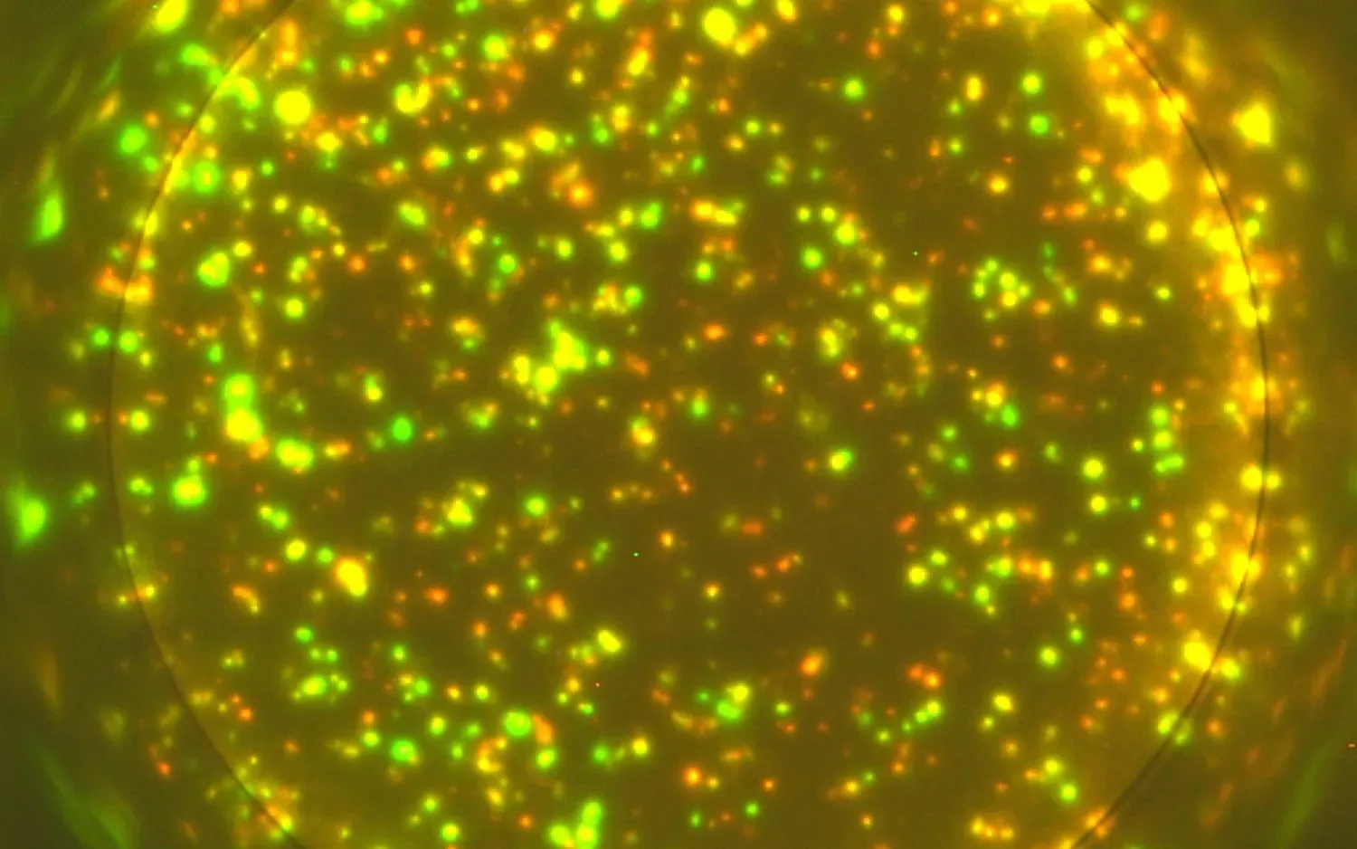 Yellow and green dots.