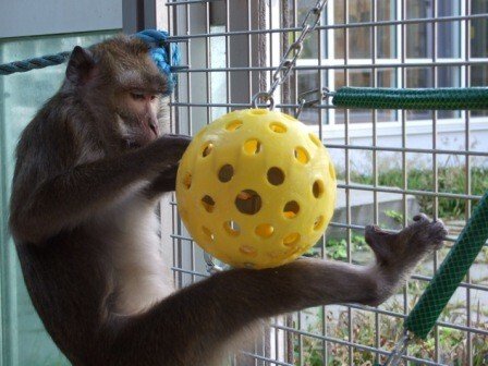 Macaques in their home environment at the Astrid Fagræus laboratory.