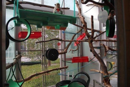 Macaques in their home environment at the Astrid Fagræus laboratory.
