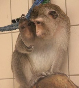 Macaques in their home environment at the Astrid Fagræus laboratory.