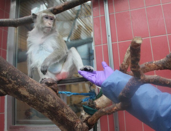 Macaques in their home environment at the Astrid Fagræus laboratory.