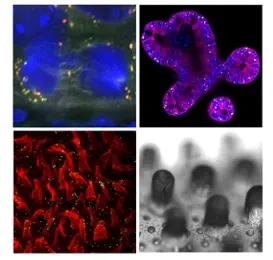 Mikroskopibilder över en musmodell.