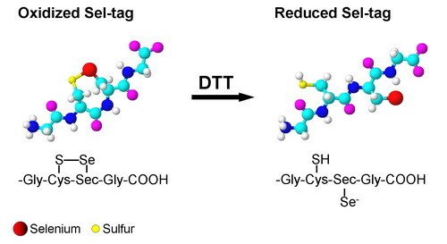 Development of Sel-tag.