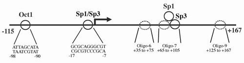 The human TrxR1 core promoter.